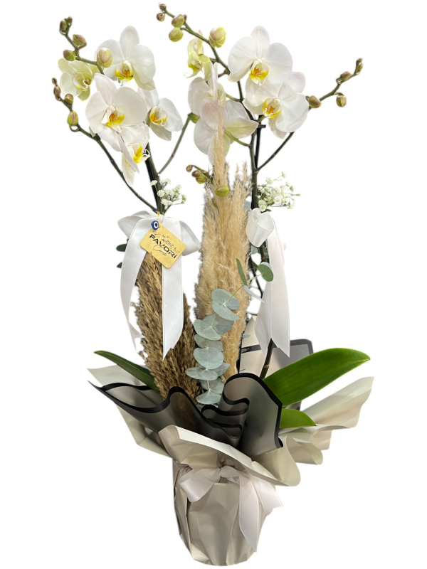 2’li Beyaz Orkide