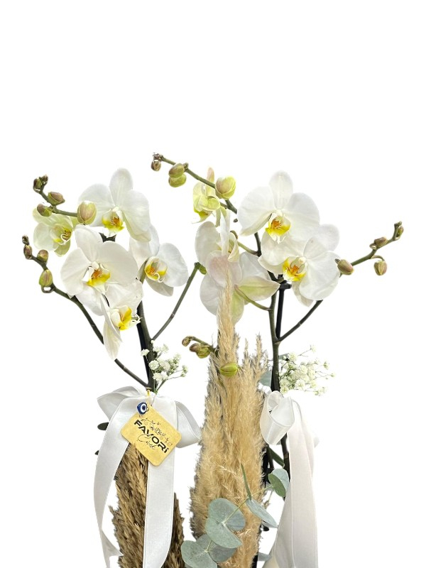 2 Dallı Beyaz Orkide