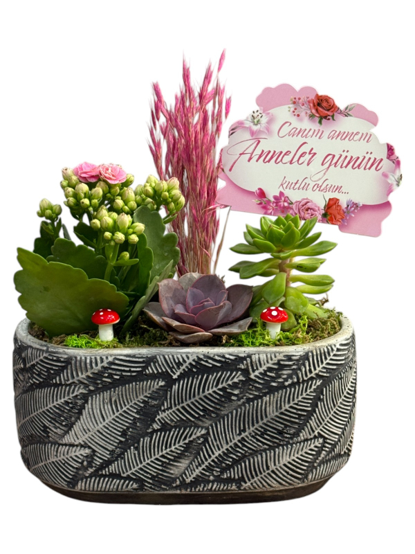 Seramik Saksıda Sukulent & Kalanşo Aranjmanı