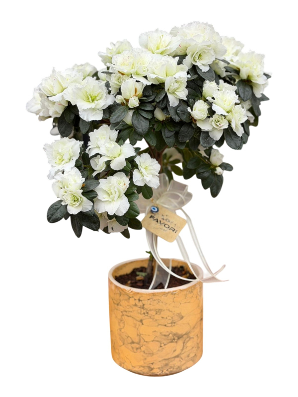 Baston Açelya (Azalea)