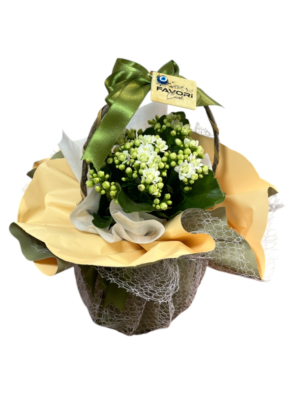 Beyaz Kalanchoe Çiçeği