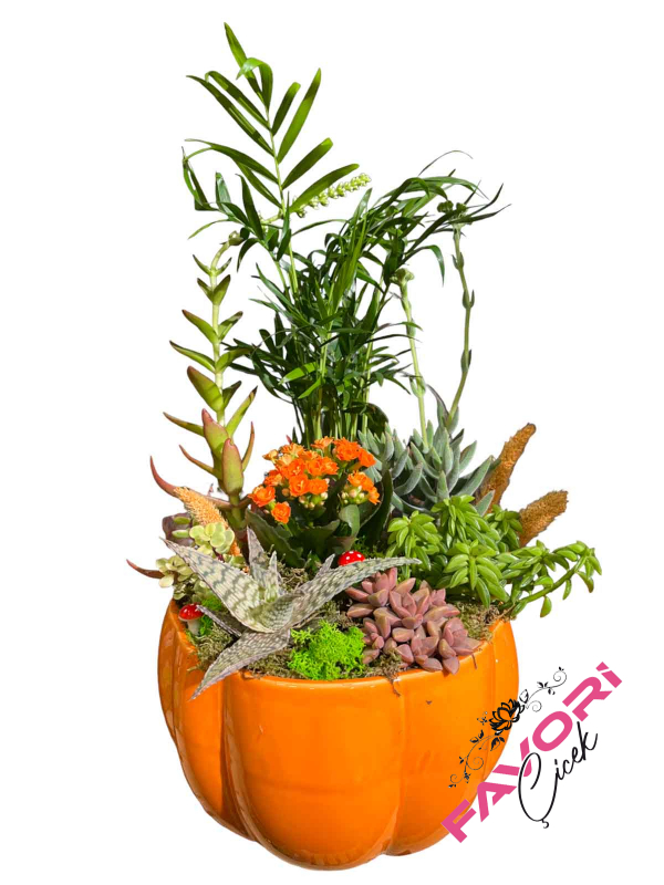 Dekoratif Bahçe Teraryum