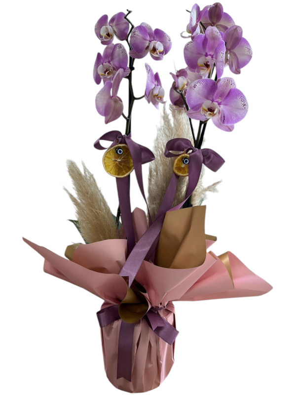 Çift Dallı Lila Orkide