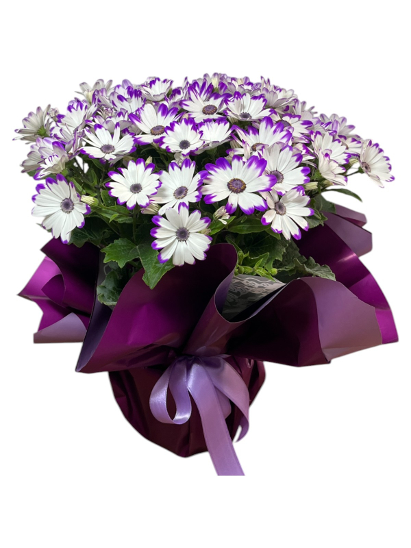 Mor Beyaz Sinerelya Çiçeği