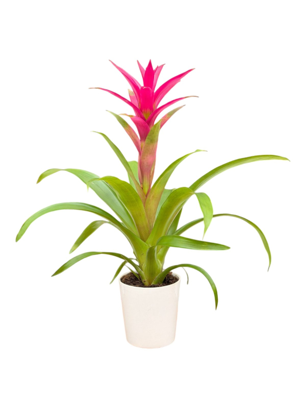 Fuşya Guzmania