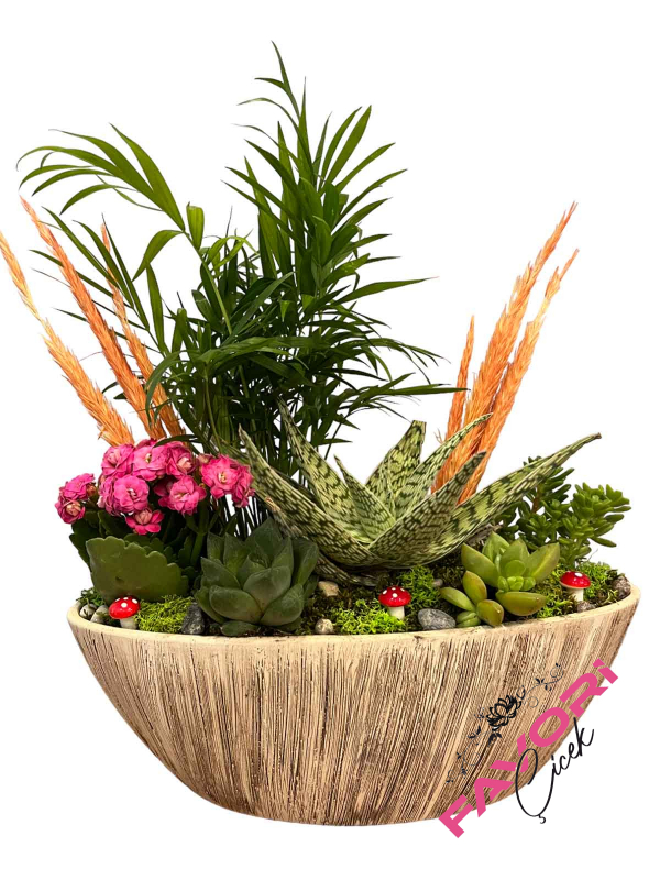 Gondol Saksı Skulent Teraryum