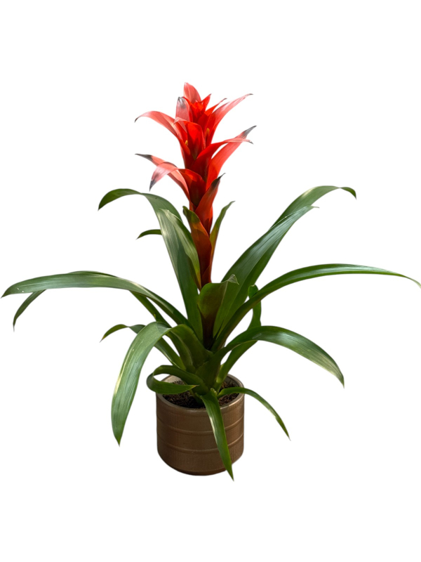 Dekoratif Saksıda Kırmızı Guzmanya