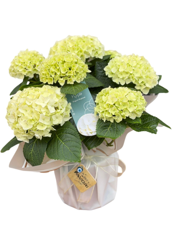 İthal Ortanca (Hydrangea)