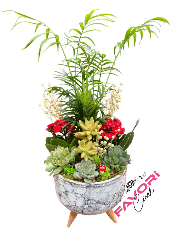 Kalanchoe&Dağ Palmiyesi Teraryum