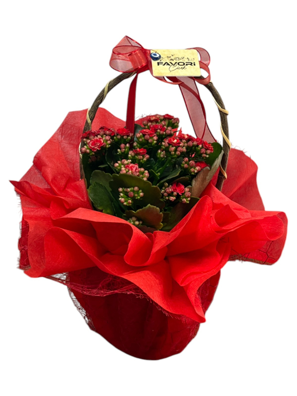 Kırmızı Kalanchoe Çiçeği