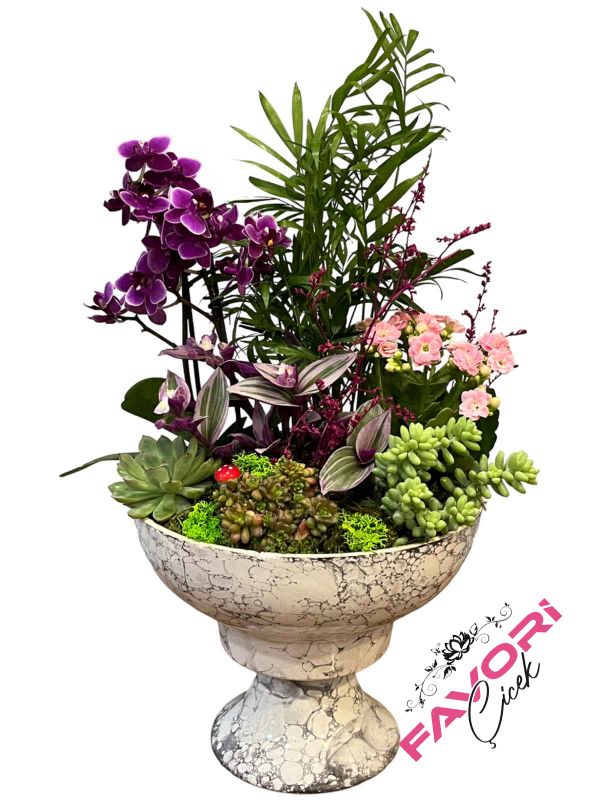 Kupa Saksıda Mini Orkide Teraryum