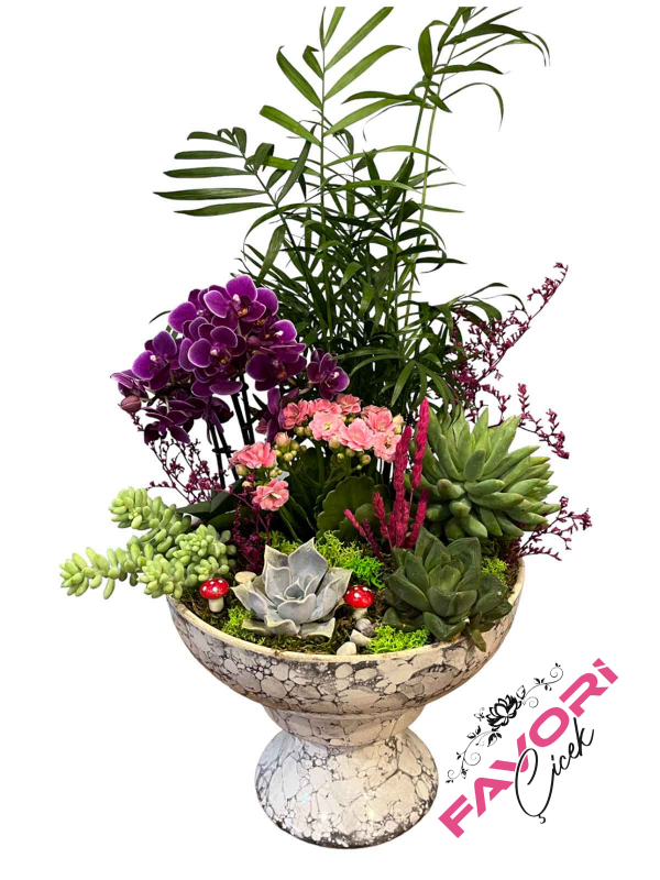 Kupa Saksıda Mini Orkide Teraryum