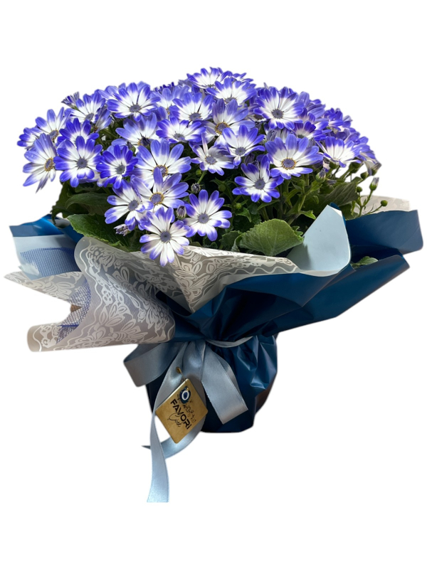 Mavi Sinerelya Çiçeği