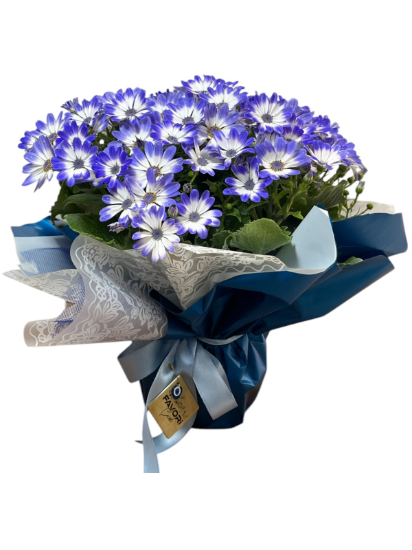 Mavi Sinerelya Çiçeği