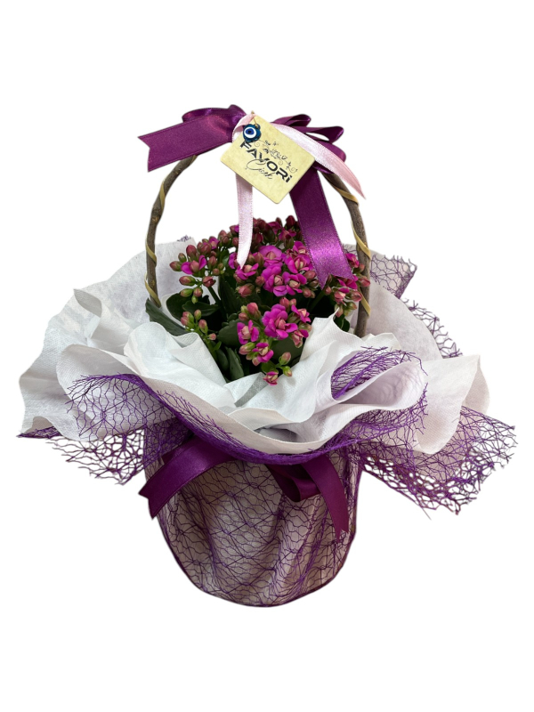 Mor Kalanchoe Çiçeği