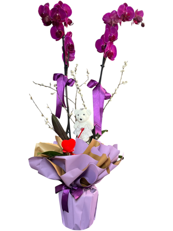 Mor Orkide ve Peluş Ayıcık