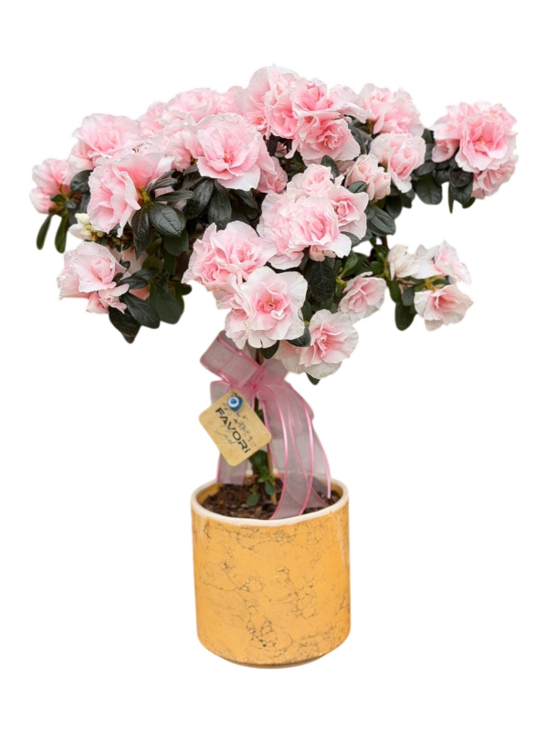 Pembe Baston Açelya