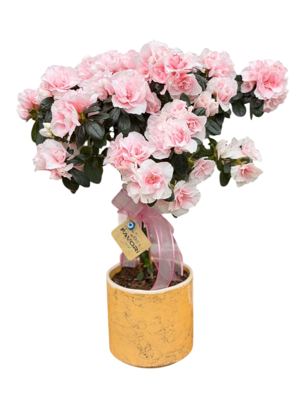 Pembe Baston Açelya