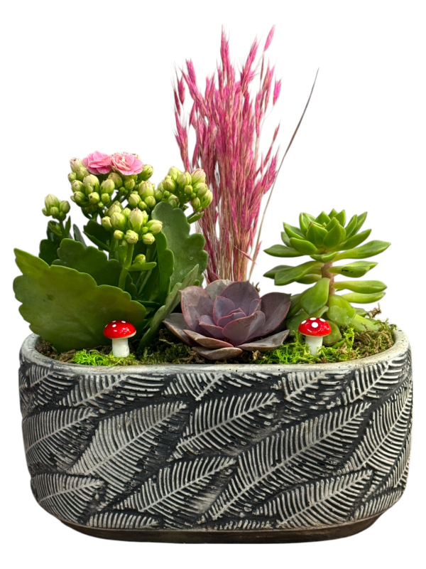 Seramik Saksıda Sukulent & Kalanşo Aranjmanı