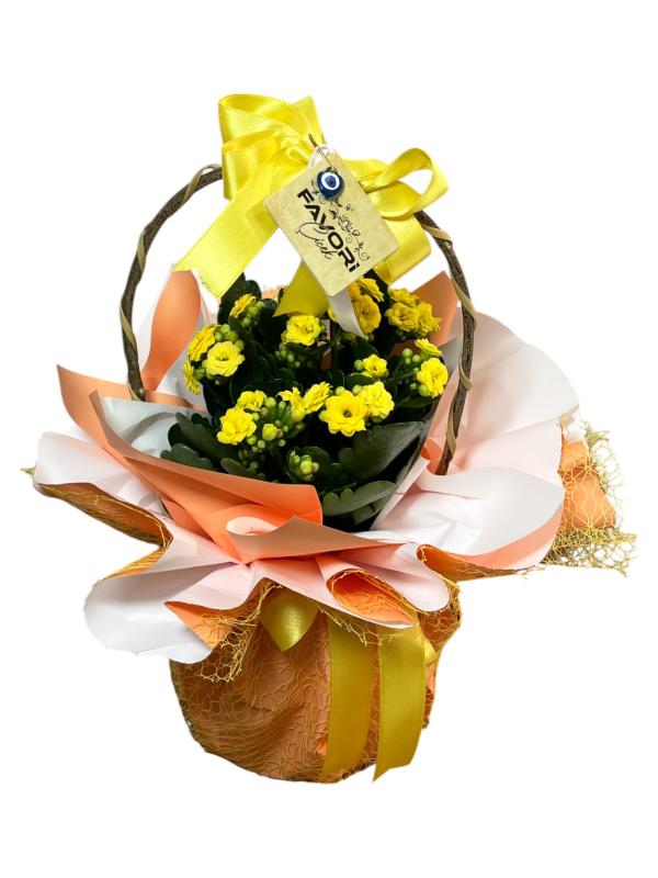 Sarı Kalanchoe Çiçeği