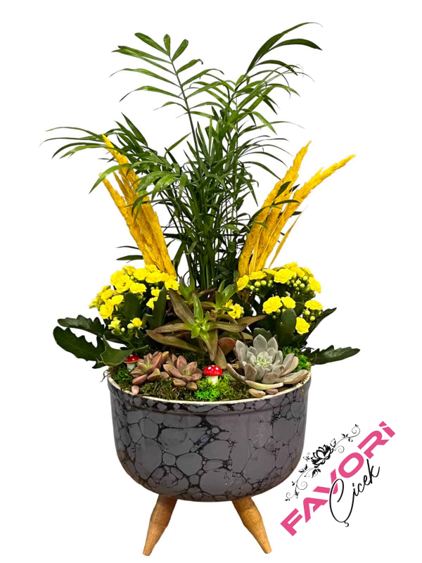 Areka Palmiyesi ve Sukulent Bahçesi