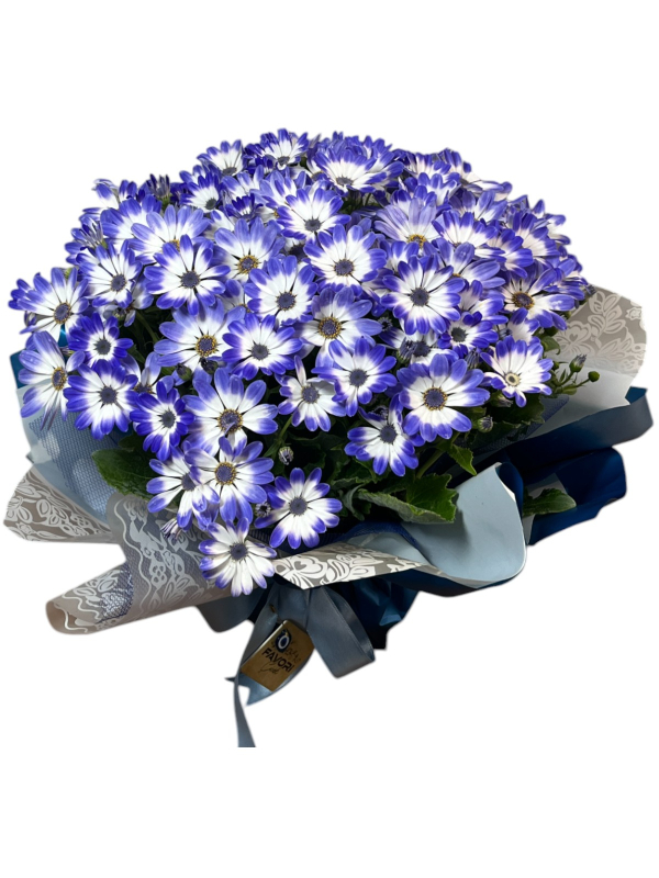 Mavi Sinerelya Çiçeği