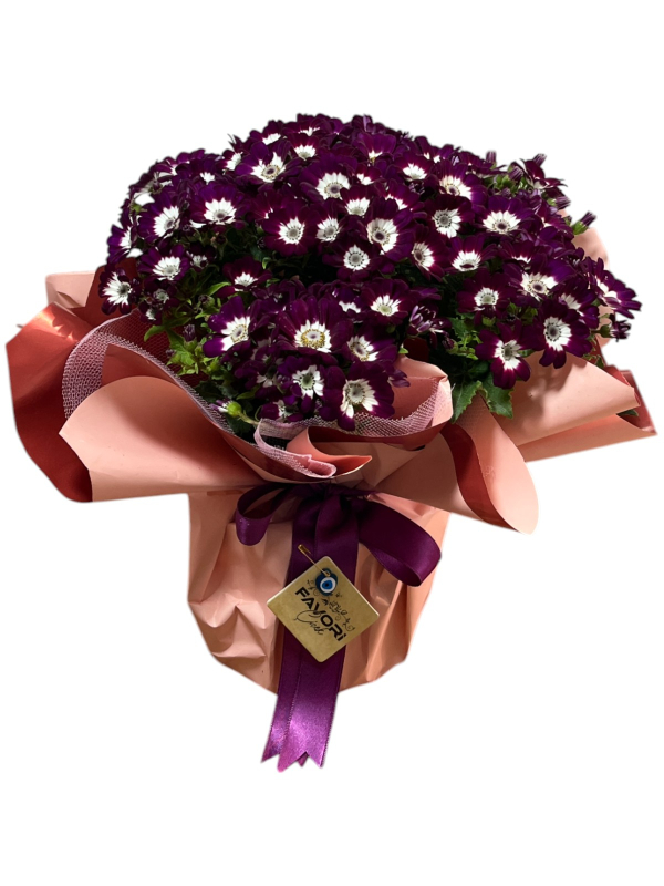 Bordo Sinerelya Çiçeği