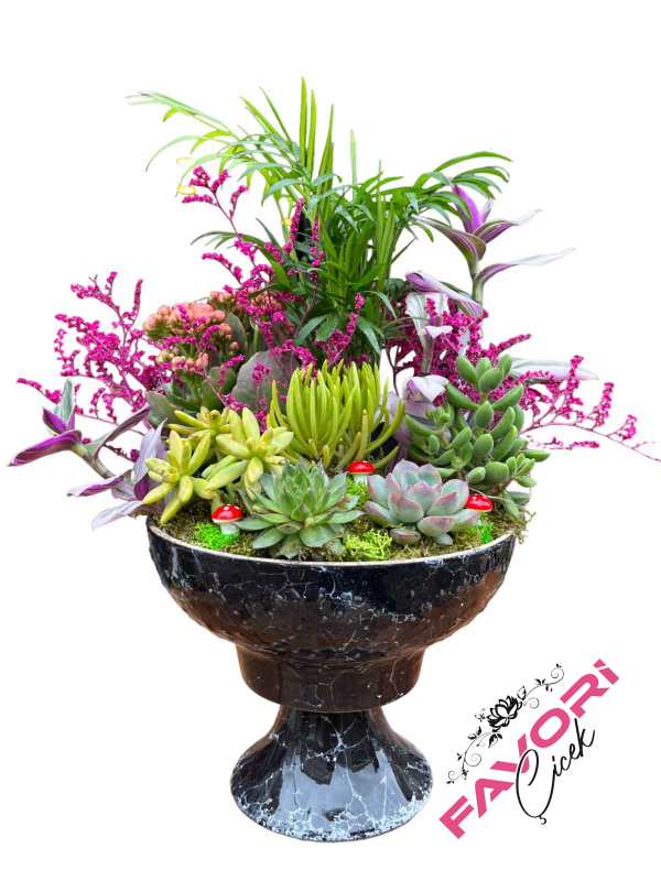 Siyah Kupa Saksıda Minyatür Skulent Bahçesi