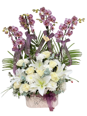 Violet Majesty: 4 Dallı Özel Tasarım Orkide