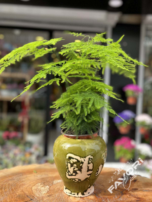 Kuşkonmaz (Asparagus) Çiçeği