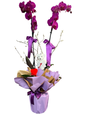 Mor Orkide ve Peluş Ayıcık
