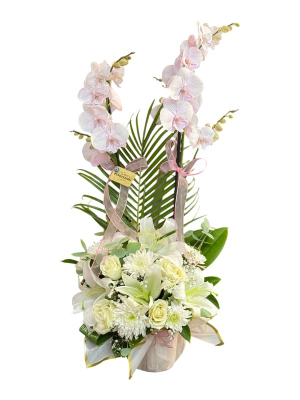 Pembe Kırçıllı Orkide Aranjmanı