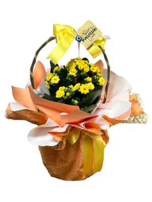 Sarı Kalanchoe Çiçeği