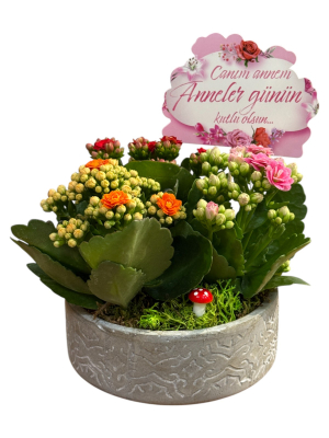 Seramik Saksıda Renkli Kalanşo Aranjmanı