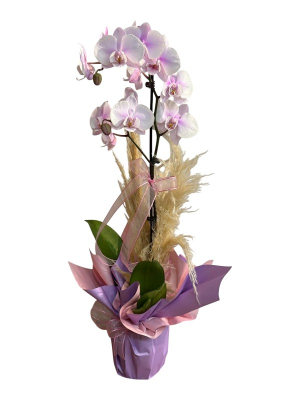 Tek Dallı Lila Orkide